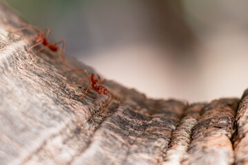 Red ant in Thailand. Animals in zoo and wildlife. High resolution photo.	