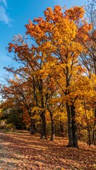 Fototapeta premium Autumn trees in vibrant fall colors