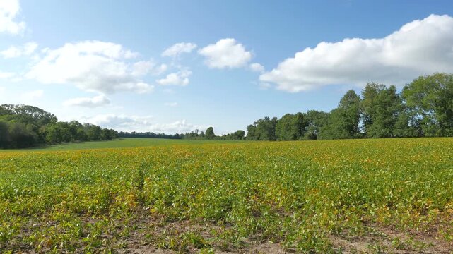 A soybean field in rural Ontario, Canada. Diverse uses including food (tofu, soy milk, edamame, soy sauce), livestock feed, soybean oil for cooking and as a precursor to biodiesel fuel.