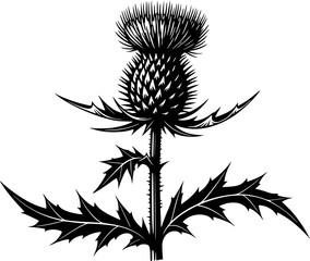 Naklejka premium Thistle Flower Illustration Black Silhouette of Scottish Thistle with Leaves and Stem