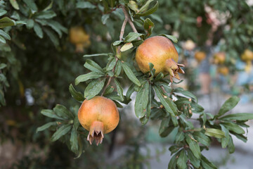 Fresh ripening pomegranate fruits on a tree
