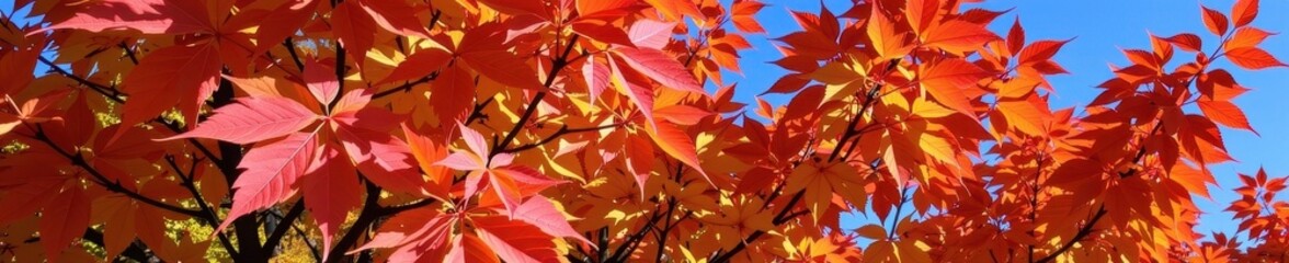 Vibrant autumn foliage on a deciduous tree, showcasing a spectrum of red, orange, and yellow leaves against a clear sky, colorful nature, nature photography, sky