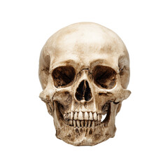 Realistic human skull model for educational and artistic purposes