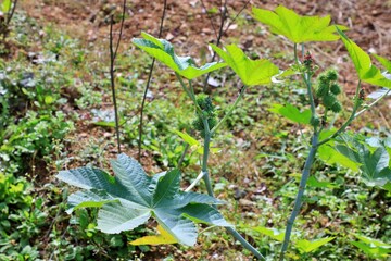 약용식물, 아주까리, 피마자