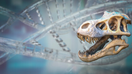 The T rex Skull for Education or sci concept 3d Rendering. © niphon