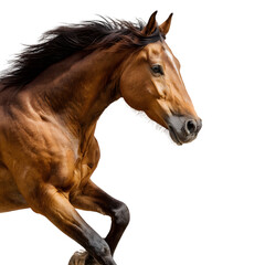 Obraz premium Majestic Chestnut Horse in Motion A Powerful Portrait isolated on transparent background