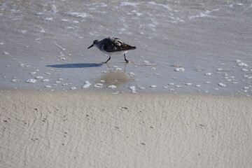 Naklejka premium A Lone Sandpiper Scuttling Along the Shore