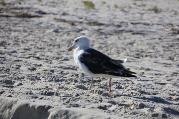 A large seagull walking along the sand on the beach.