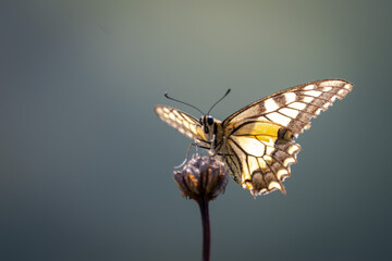 Papilio machaon