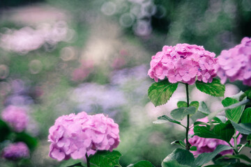 潮来市二本松寺に咲く紫陽花