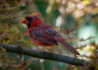 A vibrant red cardinal is perched on a tree branch, surrounded by soft-focus leaves and warm natural light.