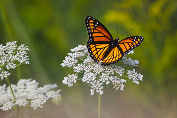 Viceroy butterfly feeding on a  Queen Anne's lace flower