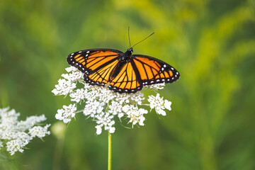 Viceroy butterfly feeding on a  Queen Anne's lace flower