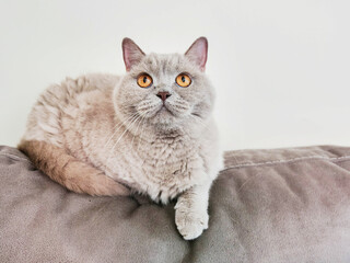 Cute chubby British short hair cat sitting on top of a sofa. Pet and sofa match color. Animal looks bossy and calm.