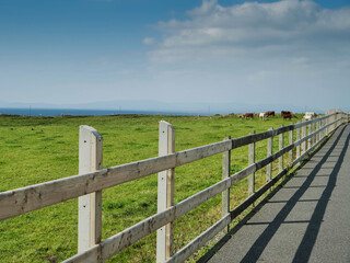 Fototapeta premium Wooden fence by a walking path and small cow herd on green juicy grass. Warm sunny day with blue cloudy sky. Farming and agriculture.