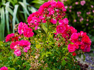 A bunch of pink flowers are in a garden. The flowers are in full bloom and are very pretty