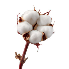 Organic Cotton Plant Closeup of Fluffy White Cotton Bolls on a Brown Stem  Textile Industry Natural Fiber Agriculture isolated on transparent background