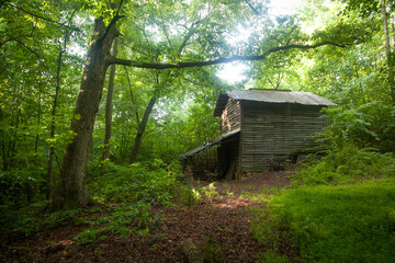 Old cabin in the green woods