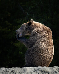 Profile view of a bear eating a fish