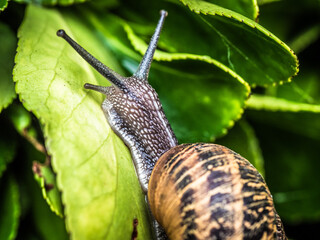 Schencke auf einem grünen Blatt