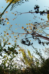 Wild plants with seed heads against blue sky, creative low angle view of nature in late summer