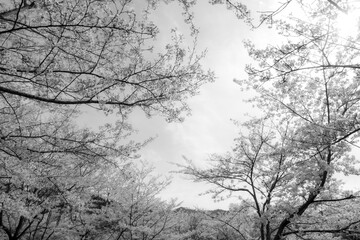 Obraz premium Spring is in full bloom