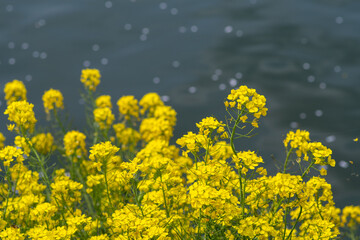 Rape blossoms in full bloom