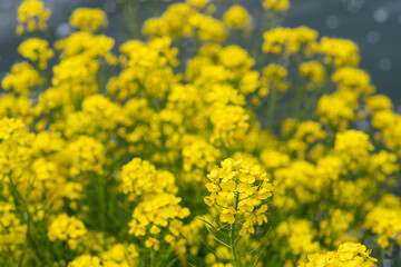 Rape blossoms in full bloom