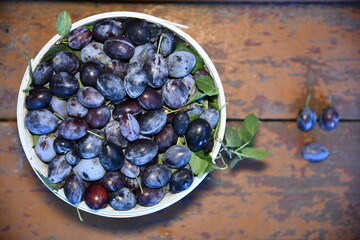 Plum Farmers hands with freshly harvested plums