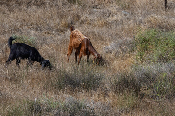 Goats and Sheep Herd Grazing Together in Cyprus