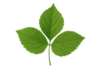 Fototapeta premium Vibrant green leaf isolated on a transparent background, symbolizing nature, growth, and environmental concepts