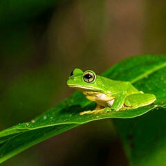 Naklejka premium Small green frog on leaf
