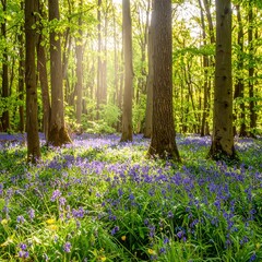 Sunlight streams through a vibrant forest floor