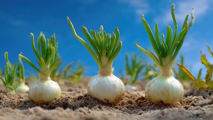 Rows of young onions sprouting green shoots from sandy soil against a vibrant blue sky