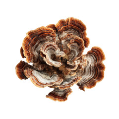 Close-up of a bracket fungus, displaying intricate, layered, and ribbed structures in warm brown, tan, and off-white hues