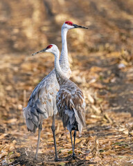 Sandhill Crane Antigone canadensis pair foraging in a corn field
