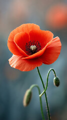 Fototapeta premium Vibrant poppy flower swaying in gentle breeze on a calm day