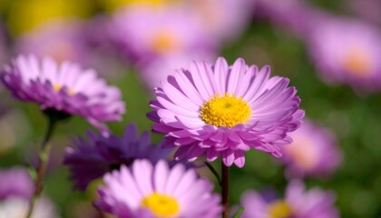 Obraz premium Close-up of vibrant purple flowers (1)