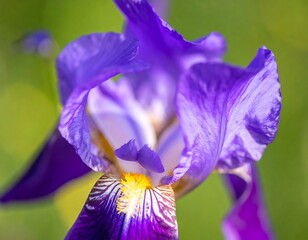Close-up of vibrant purple iris (1)