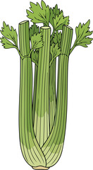 vibrant green celery stalks fresh harvest, culinary delight, healthy eating