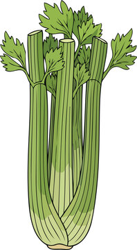 vibrant green celery stalks fresh harvest, culinary delight, healthy eating
