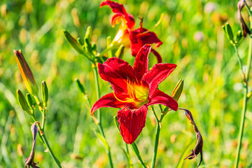 Fototapeta premium Close-up of a vibrant central European meadow with a red blooming flower and surrounding green foliage, captured from an elevated angle under natural daylight
