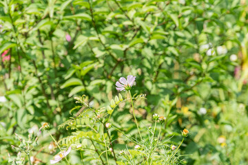 Close-up view of a vibrant pink wildflower cluster in an ancient Central European village, surrounded by lush green foliage, captured from a slightly elevated perspective with an emphasis on nature