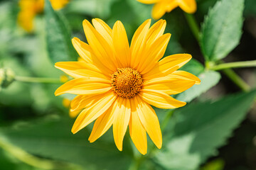 Close-up of a large, vibrant sunflower in an ancient Central European village The sunflower stands tall with yellow petals spread out from a dark brown seed head Green leaves create depth in the ba