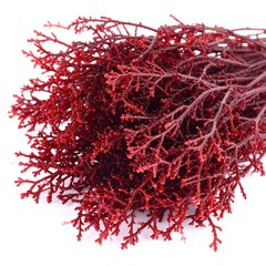 Fototapeta premium Close-up of vibrant red seaweed