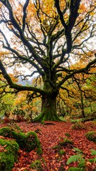 Autumnal grandeur of a majestic tree