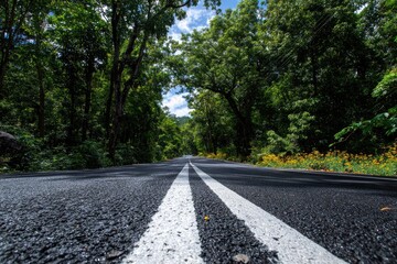 Forest road stretching into distance.  Sunlight filters through trees