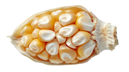 Close-up of a corn kernel section
