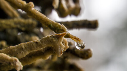 Macro shot of brushwood twigs on the Schönebeck graduation tower with a single water droplet.