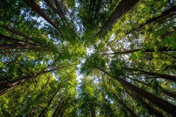 Fototapeta premium Lush forest canopy, looking up